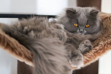 british long hair cat with beautiful yellow eyes laying comfortable
