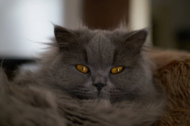 photo of a british long hair cat looking with beautiful yellow eyes straight into the camera