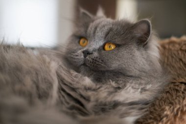 british long hair cat with beautiful yellow eyes laying comfortable