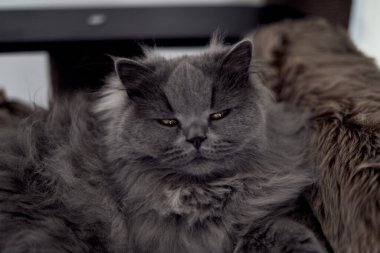 photo of a british long hair cat looking with beautiful yellow eyes looking sleepy straight into the camera