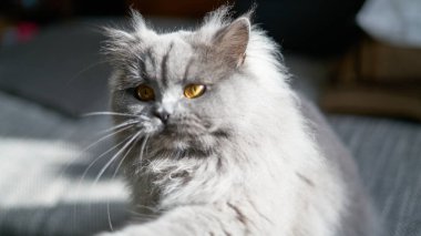 photo of a british long hair cat looking curious with yellow golden eyes