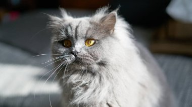photo of a british long hair cat looking curious with yellow golden eyes