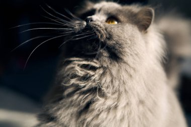 photo of a british long hair cat looking curious up with yellow golden eyes, shadow contrast