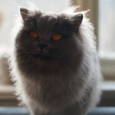 photo of a british long hair cat, photo against the light