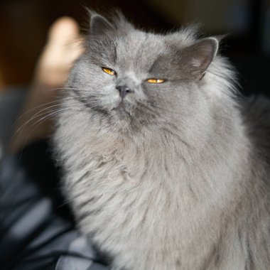 photo of a british long hair cat looking in the light