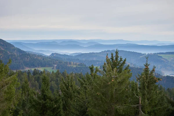 black forest with fog mist between the hills