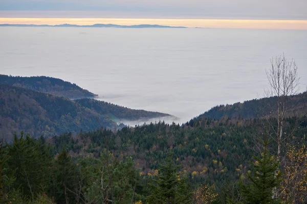 black forest with fog mist between the hills