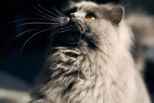 photo of a british long hair cat looking curious up with yellow golden eyes, shadow contrast