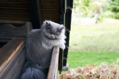 curious young british long hair cat sitting on a balcony looking in the garden