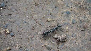 Kanatlı bir karınca taşıyor.