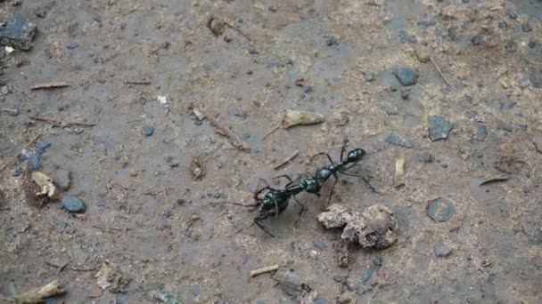 Mrówka Niosąca Drugiego Skrzydłami — Wideo stockowe