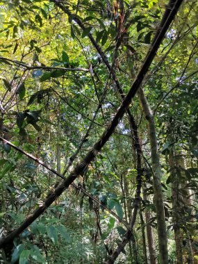 Asma, Liana ormanda dikenli