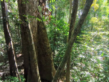 Ormanda bir patika üzerinde orman ağaçları