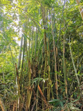 Taman Negara 'nın Malezya ormanında bambu ormanı