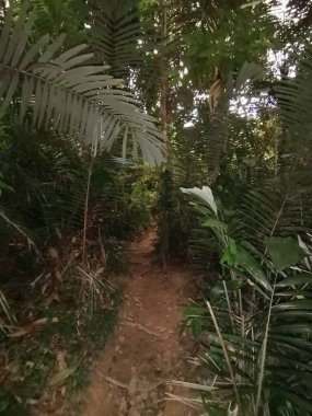 Malezya 'daki sık karanlık ormanda orman izleri var.