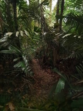 Malezya 'daki sık karanlık ormanda orman izleri var.