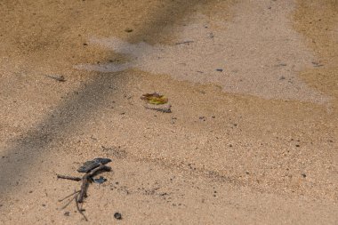 Sahilde küçük bir yengeç