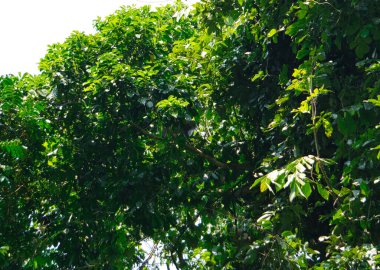 maymun, maymun Malezya ormanının tepesinde