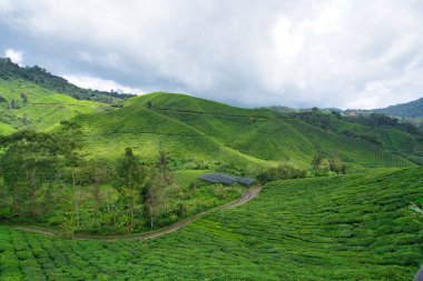 Cameron highlands çay tarlaları