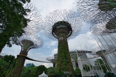 Singapur körfezindeki park bahçelerinde süper ağaçlar.