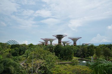 Singapur körfezindeki park bahçelerinde süper ağaçlar.