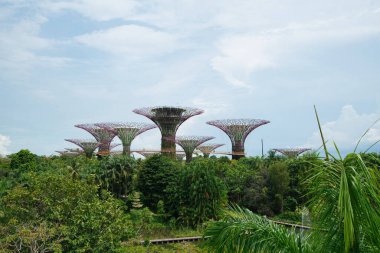 Singapur körfezindeki park bahçelerinde süper ağaçlar.