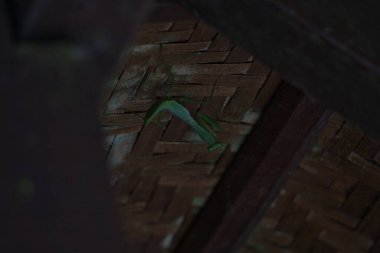 praying mantis in the wild