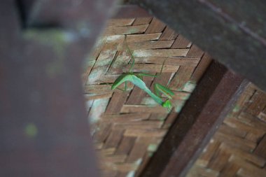praying mantis in the wild
