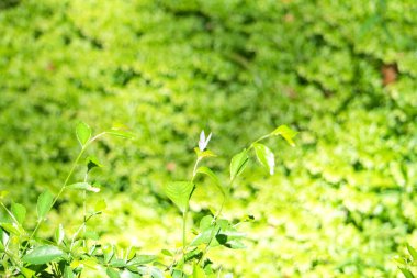 Yaprağın üzerinde güzel mavi kelebek