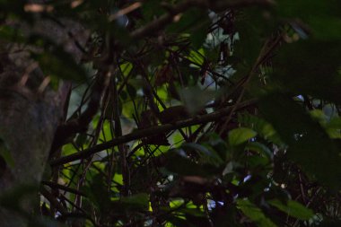 Asya ormanındaki bir ağaçtaki sincap