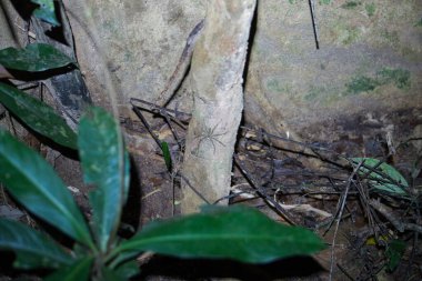 huntsman spider in the wild in a jungle near the floor, taman negara, malaysia