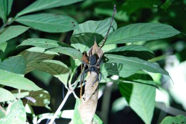 black tarantula at night in an asian jungle