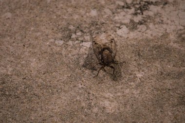 Ağustos Böceği, ormandaki çok gürültülü bir böcek.