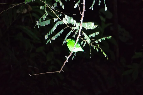 green bird sleeping in the jungle
