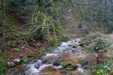 mystic wet valley in the black forest