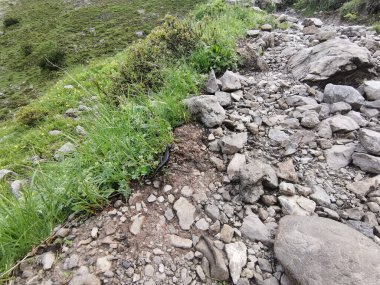 Avrupa Alplerinde siyah alp semenderi