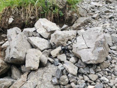 Avrupa Alplerinde siyah alp semenderi