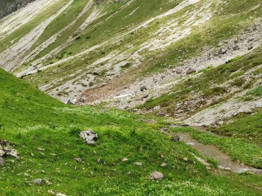 Dağ sıçanı, Alplerdeki dağ sıçanı.