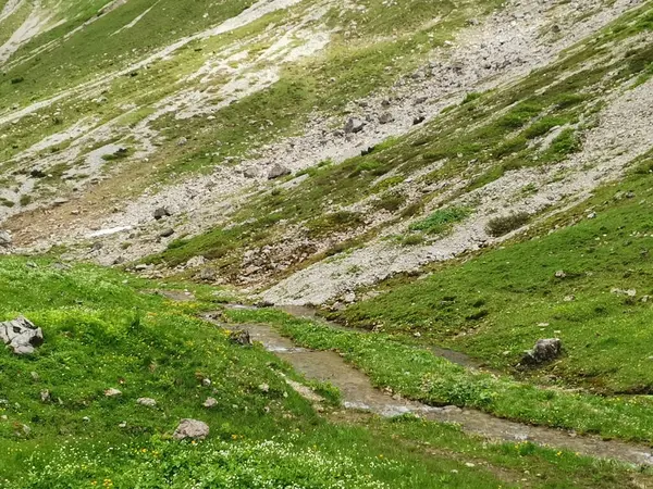 Dağ sıçanı, Alplerdeki dağ sıçanı.