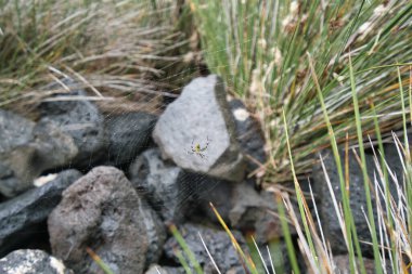 Güzel örümceğin ağı kıyıya yakın taşların arasında.