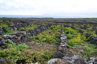 wine yards in pico island in the azores clipart