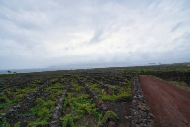 wine yards in pico island in the azores clipart