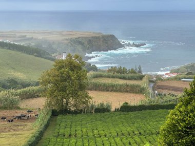 Avrupa sadece çay bitkisi çiftliği, azores.