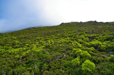 Pico adasındaki yeşil çalı bitkileri