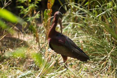 Afrika 'da Parlak Ibis
