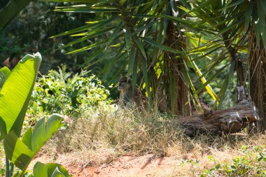 Afrika Fas 'ta Patas Maymunu