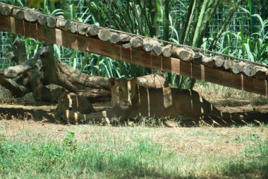 Aslan anne ve üç yavru.