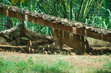 Aslan anne ve üç yavru.