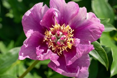 Bahçede çiçek açan karpuz şarabı şakayıkları.