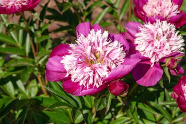 Çiçekli Beyaz Şapkalı şakayıklar bahçede